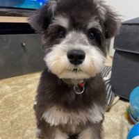 お座りしている子犬