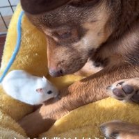 ハムスターを見つめる保護犬