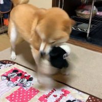 「寂しかったんだから！」と大暴れ