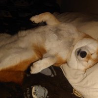 ヘソ天