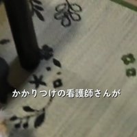 床を歩く白い犬