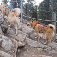 岩がむき出しになった山道を登る2頭の犬