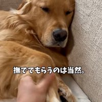 お母さんに撫でられるアルトくん