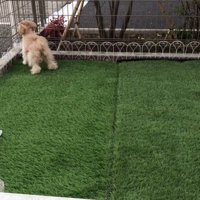 おもちゃを投げた時のベルちゃん8