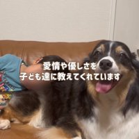 子どもと犬
