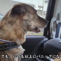ずっと鳴き続けています