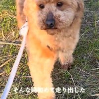 ひとしきり走って投稿者の方へ近づいてくる犬