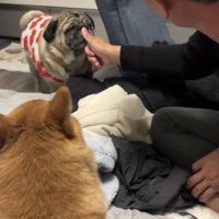 親指を立てて犬たちに見せるパパ