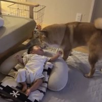 赤ちゃんに顔を近づける犬