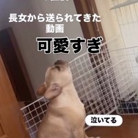 ママさん外出後のこむぎちゃん5