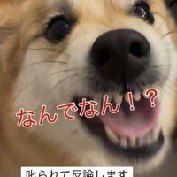 口を大きく開ける犬