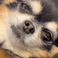 潤んだ瞳で見つめる犬