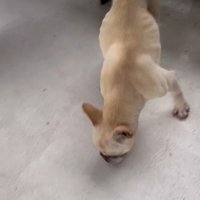 ガリガリの犬を保護