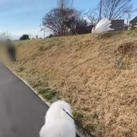 早歩きで近寄る犬