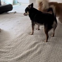 ドッグランが楽しみだね！
