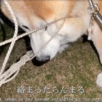 ネットに絡まった柴犬