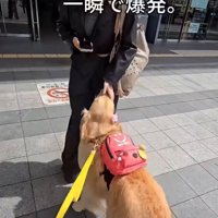 喜ぶ犬