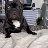 ワンが言えない秀吉くん