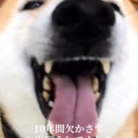 笑顔の柴犬