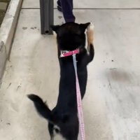 立って歩く犬4