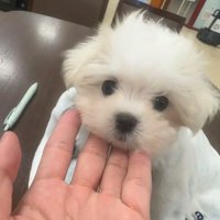 お家に迎えた日の赤ちゃん犬