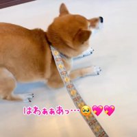 後ずさりする柴犬