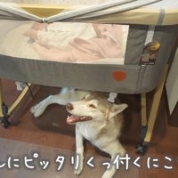 頼もしいにこちゃんに感嘆！