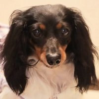 こんなに美しいわんこに！！