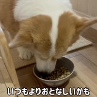 女の子がくれたごはんを食べる犬