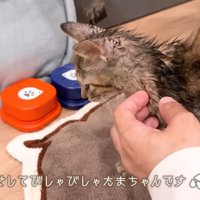 ワンコたちと子猫の再会5