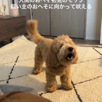 おへそを見たアルくんの反応5