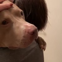 頭を撫でられるピットブルの横顔