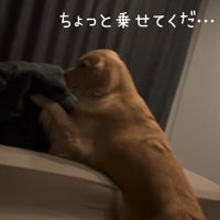 パパと一緒に寝たい