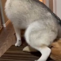 「兄ちゃん！遊ぼうよ！」