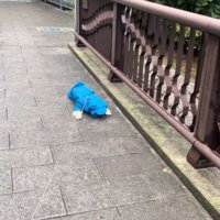 橋の上でうつ伏せになっている犬