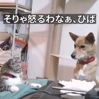 犬と猫のやり取りを見て、犬の気持ちに共感する飼い主