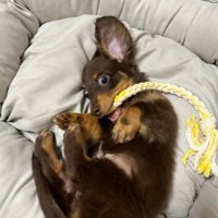 うにくんのお迎え前後のギャップ8