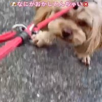 「お前とは歩かない…！」