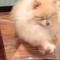 ラップを引っ掻いています