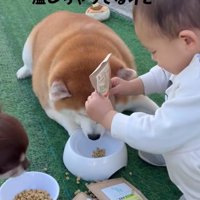 2匹の犬にご飯を上げる赤ちゃん