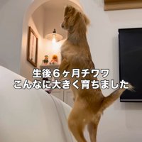 生後6ヶ月の小型犬