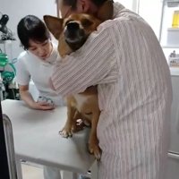 保定されるわんこ