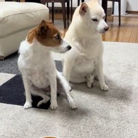 「ヨシ」と言った時の銀くんとエマちゃん3