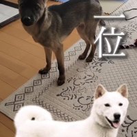 室内でこちらを見つめる犬