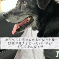 車の窓から外を眺める犬
