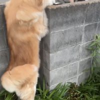 笑顔の人を見つめる犬