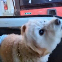飼い主に近づく犬
