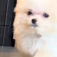 壁のそばを歩く子犬