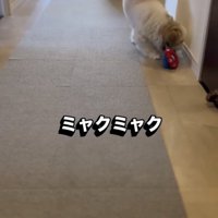 必死で運んでいます
