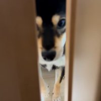 半開きの引き戸、すぐ目の前で座る豆柴